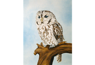 Barn owl - Watercolour