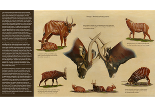 Bongo-antelope information board with alkyd oil painting