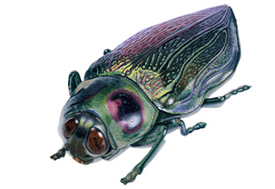Iridescent beetle - watercolour