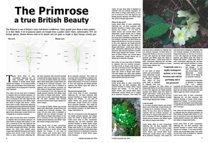 Magazine mock with primrose illustration